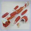 Modelo anactomical de alta qualidade PNT-0331 do braço dos músculos para venda